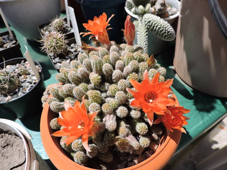Chamaecereus silvestrii