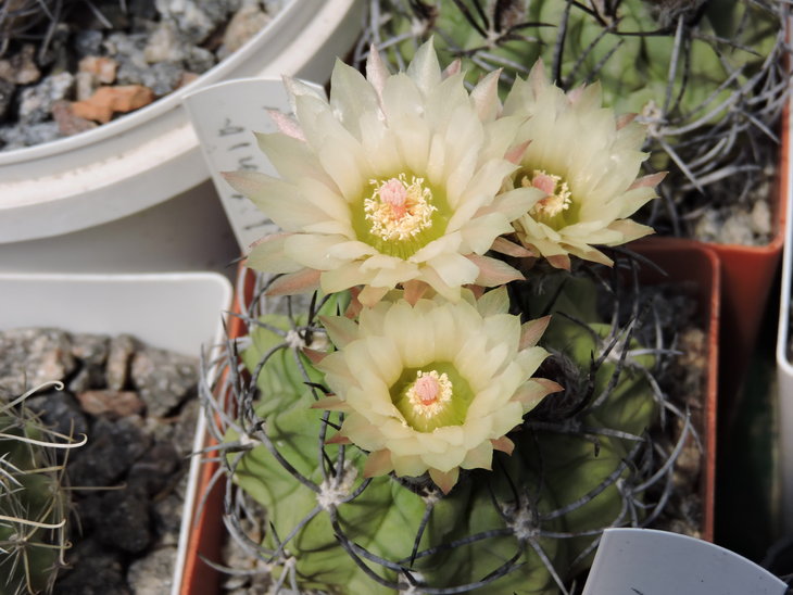 Neochilenia taltalensis