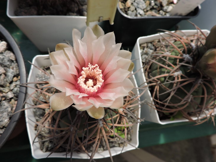 Gymnocalycium spegazzinii v. horizonthalonium
