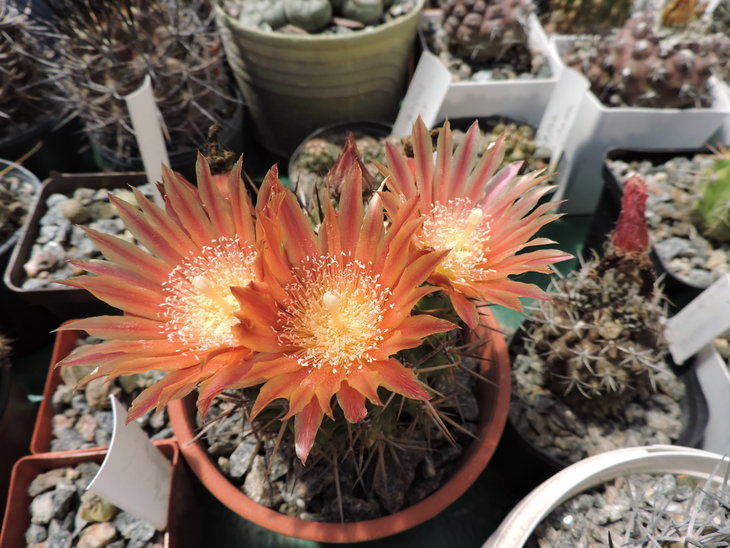 Horridocactus tuberisulcatus