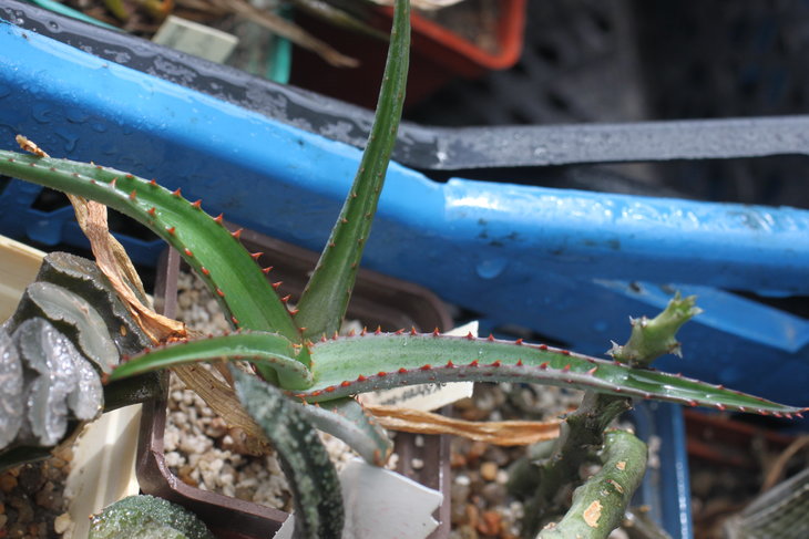 Aloe divaricata