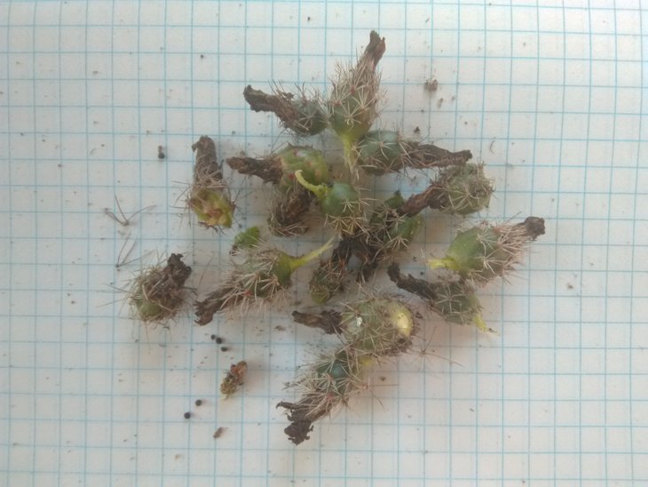 Echinocereus viridiflorus