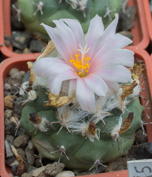 T.lophophoroides, MZ 456, Buenavista, SLP