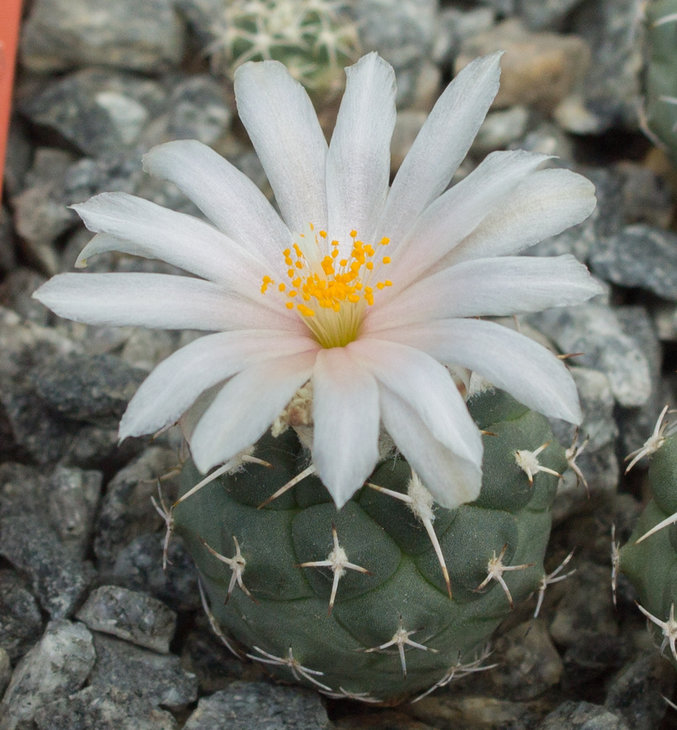 T.lophophoroides, GM 359, Las Tablas, SLP