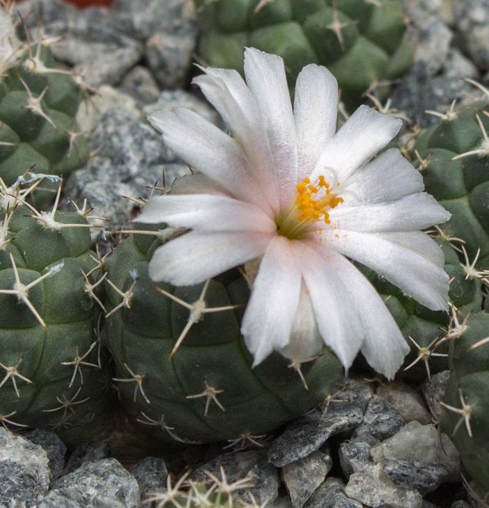 T.lophophoroides, GM 359, Las Tablas, SLP