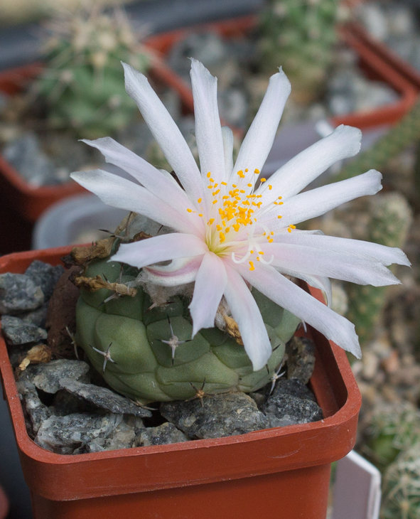 T.lophophoroides BZ25 Las Tablas, SLP