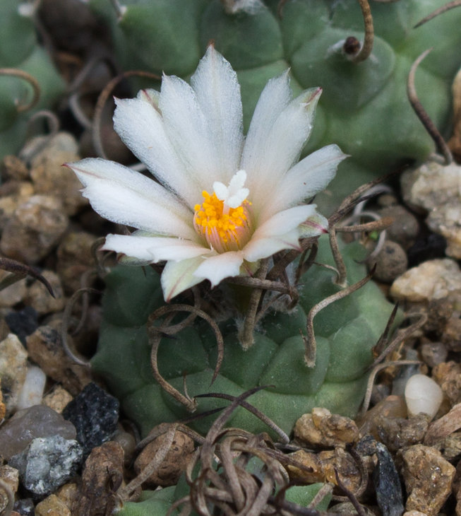 T.schwartsii longispinus BO494 Municipio Guadalcazar, SLP