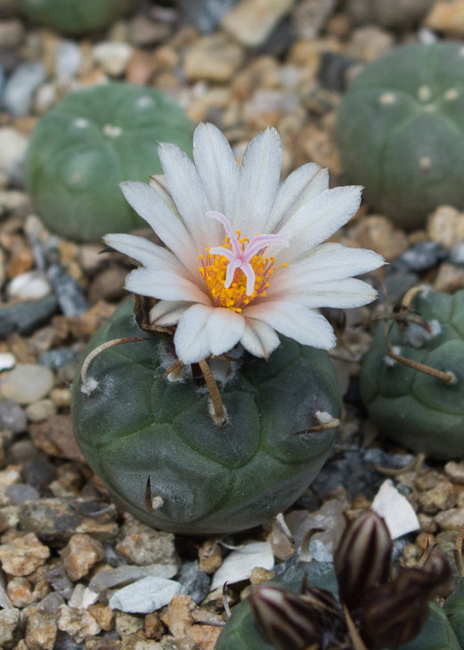 T.macrochele ssp. polaskii_TCG 19001, Restaurant La Bonita, SLP