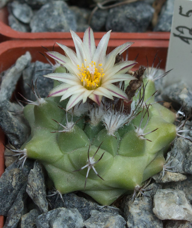 T.swobodai L1499 Rayones, NL