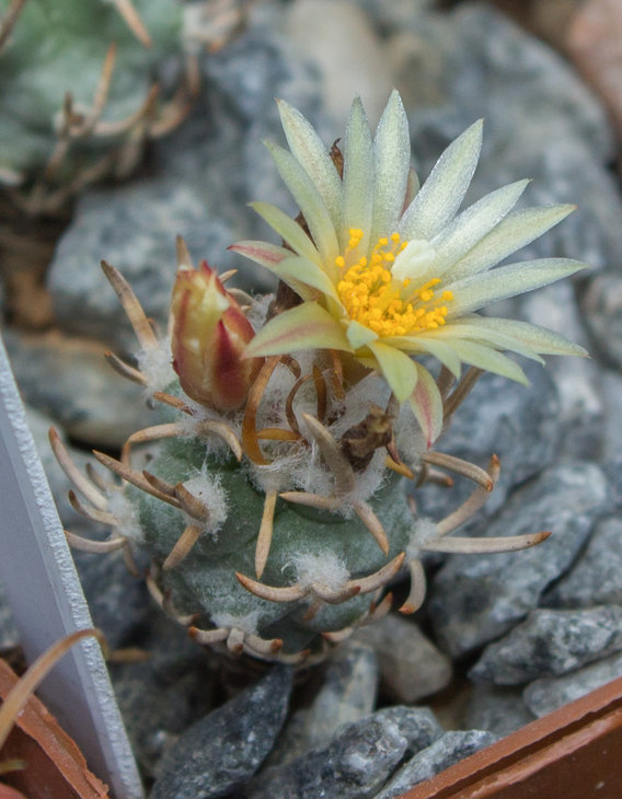 T.flaviflorus (old typical form sensu Lau), Santa Rita, SLP