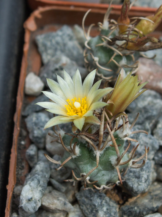 T.flaviflorus (old typical form sensu Lau), Santa Rita, SLP