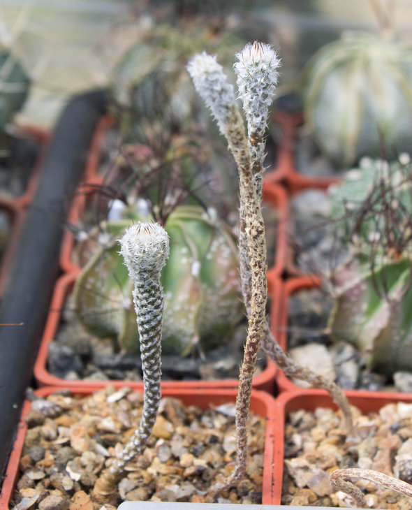 G.Subterraneus, GM 1012, La Soledad, NL