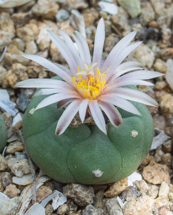 L.koehresii