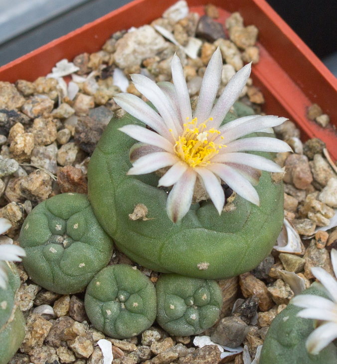 L.koehresii