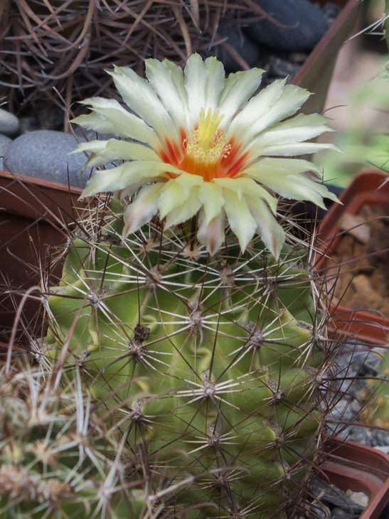 H.setispinus_посев 2010г