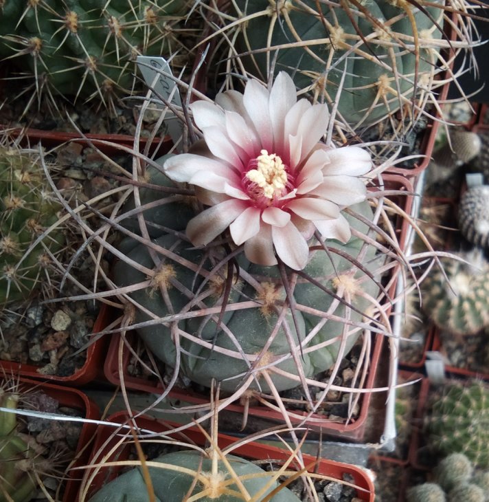 G.cardenasianum