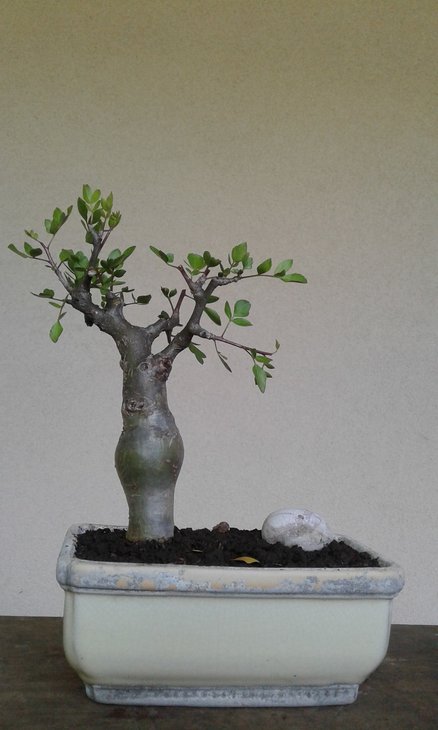 Commiphora dulcis, потовщення в кількох сантиметрах над кореневою шийкою є надійною ознакою цього виду, ніяка інша <br />комміфора так не &quot;робить&quot;.