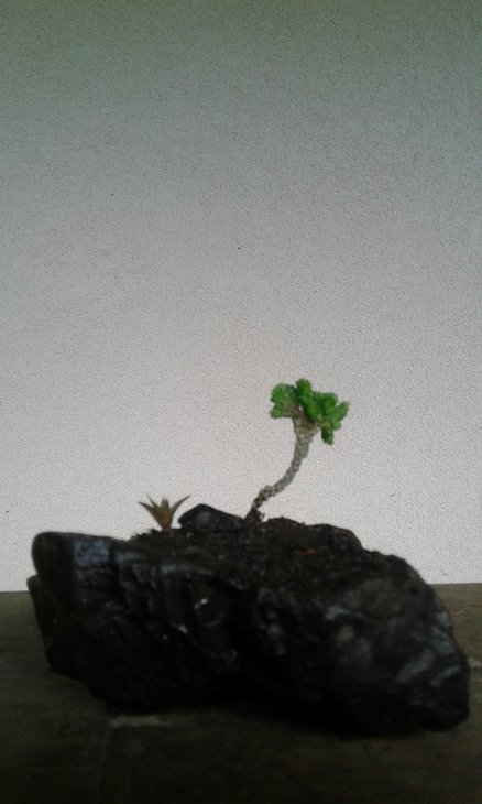 Haworthia angustifolia v. liliputana + Crassula muscosa cv. cristata