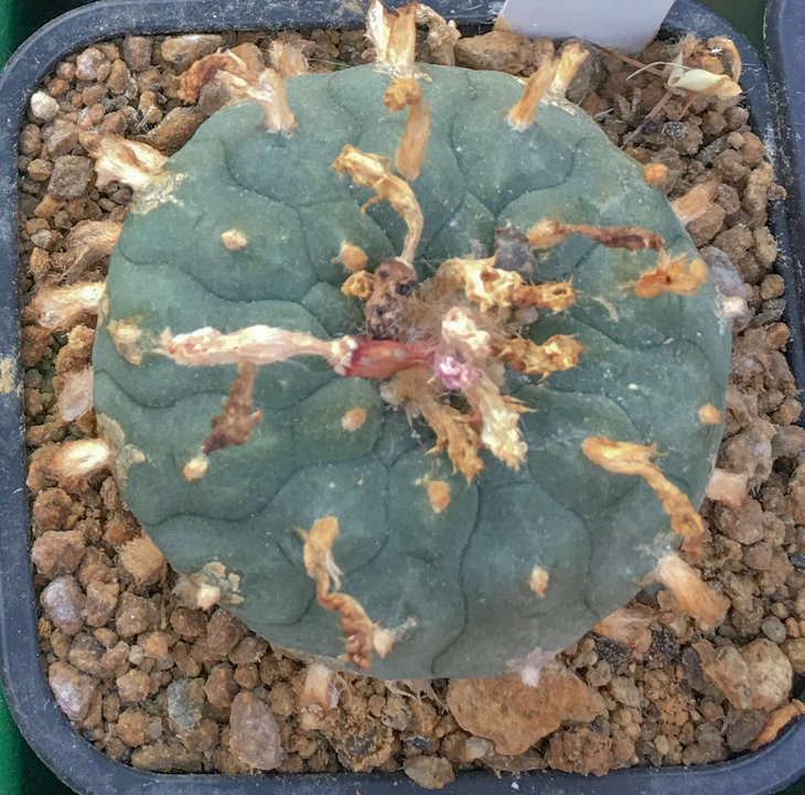 L.williamsii x fricii
