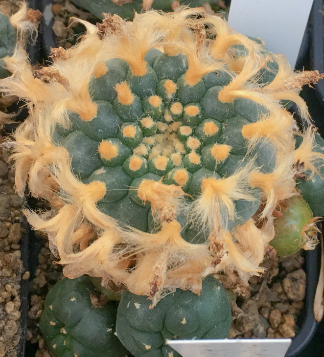 L.w.Huizache x fricii