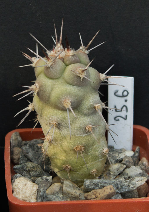 25.6