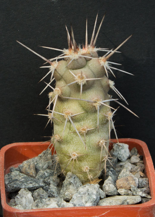 25.5