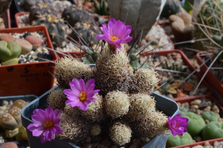 escobaria minima.jpg