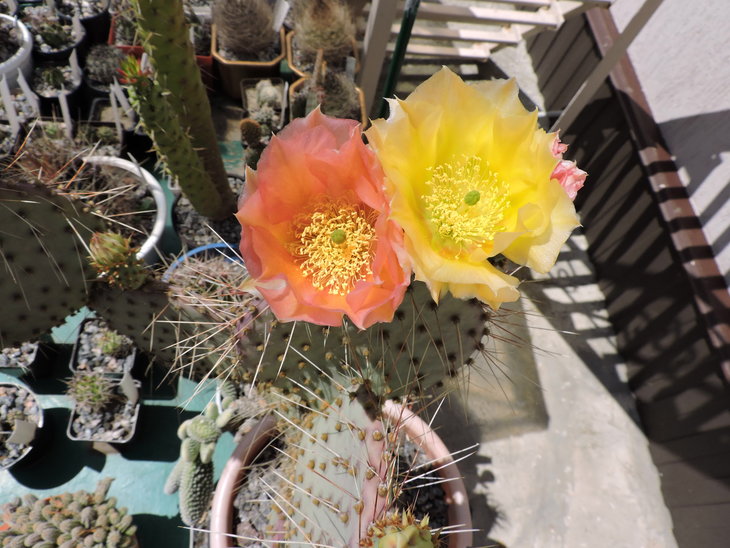 Opuntia gosseliniana aff