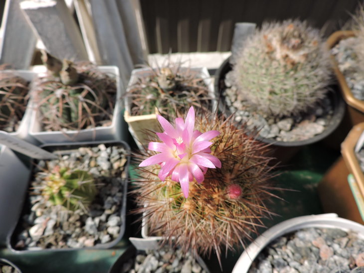 Neoporteria intermedia