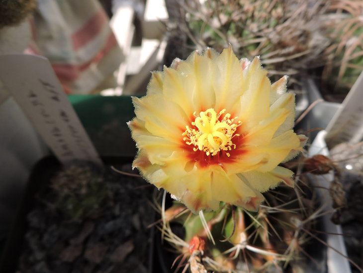 Hamatocactus setispinus