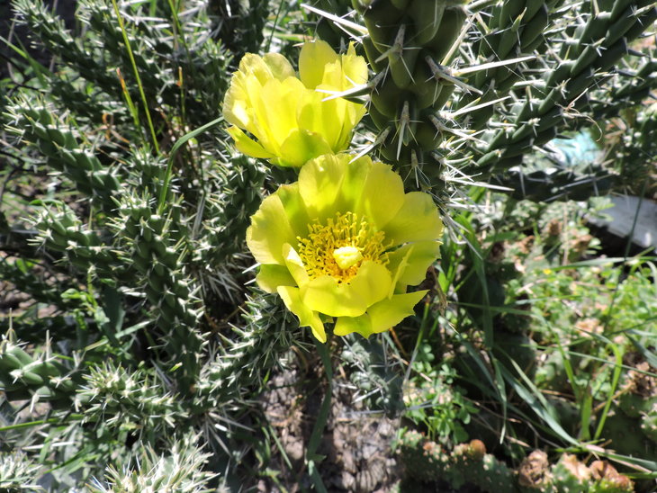 cylindropuntia whipplei SB 1913