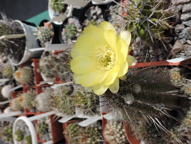 Lobivia aurea var. shaferi