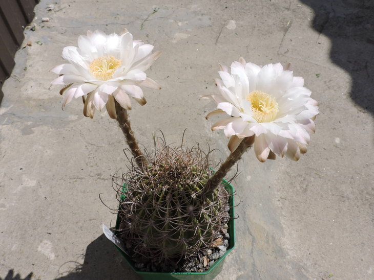 Echinopsis sp Sierra Villicum(melanopotamica aff)