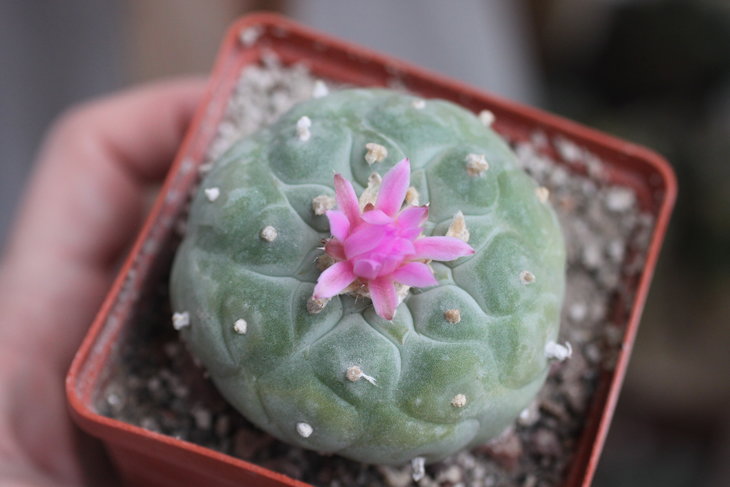 Lophophora fricii