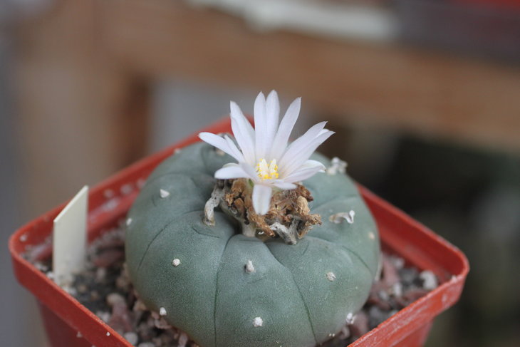 Lophophora williamsii