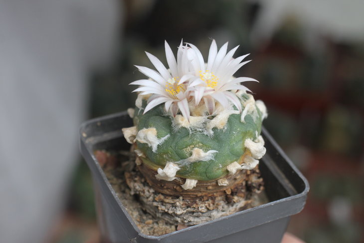 Lophophora koehresii (этой зимой её немного поел клещик)