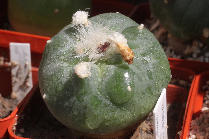 Lophophora koehresii. В этом году впервые зацвела (собственно, по цветку и определил, что это).
