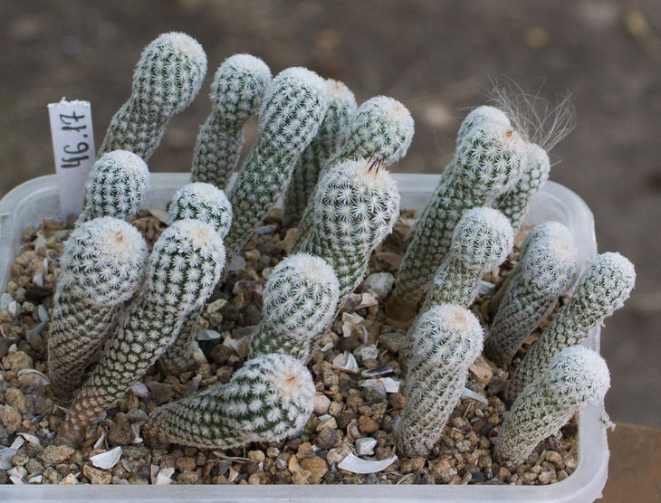 46.17_G.subterraneus v.Zaragosae, TCG 47101 Cuesta Blanca , Nuevo Leon_посев 21.01.19