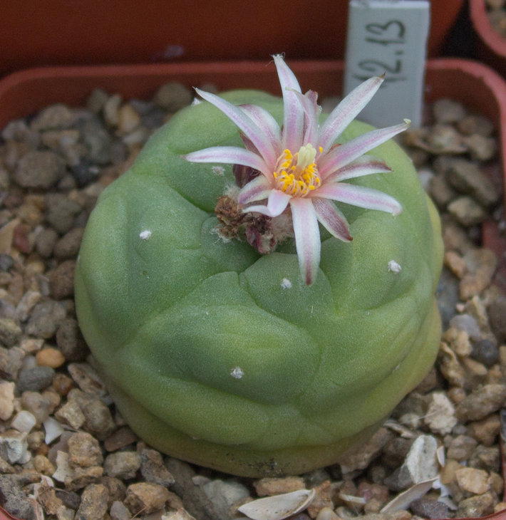 L.kohresii VM610
