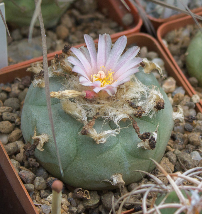 L.williamsii_растение от Владимира Белана