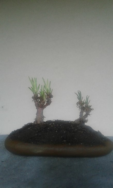 Talinum teretifolium