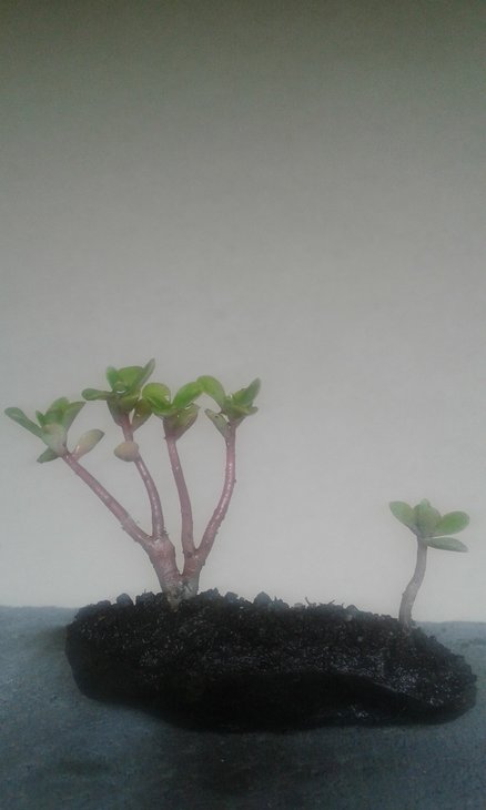 Sedum dendroideum var praealtum