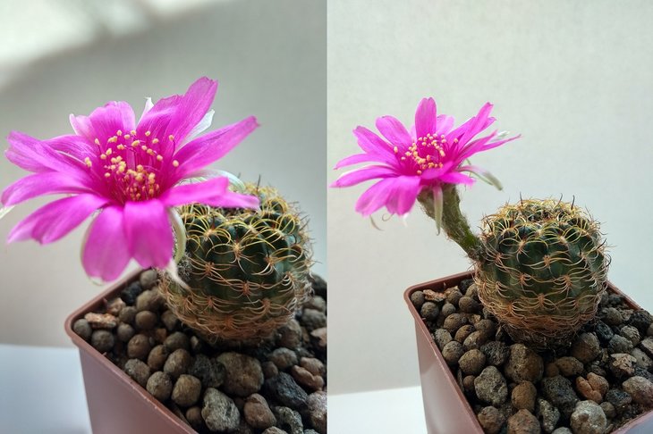 Lobivia tiegelina v. pusilla