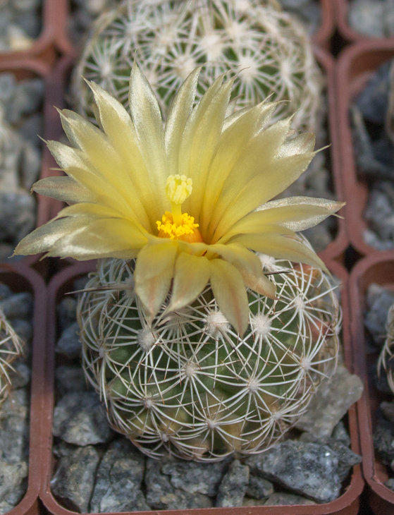 13.1_Coryphantha echinus  SB377 Val Verde Country TX_посев 20.05.17_семена Дмитрия Самогородского_3.jpg