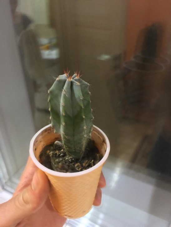 Myrtillocactus Geometrizans або Stenocereus Pruinosus