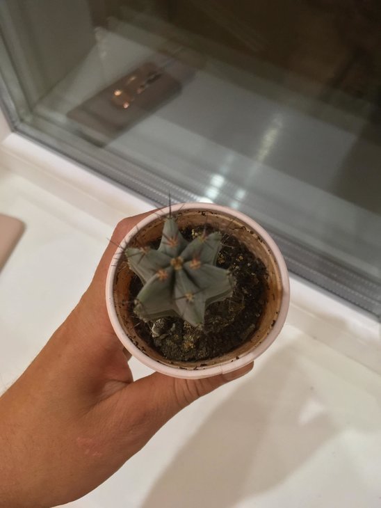 Myrtillocactus Geometrizans або Stenocereus Pruinosus
