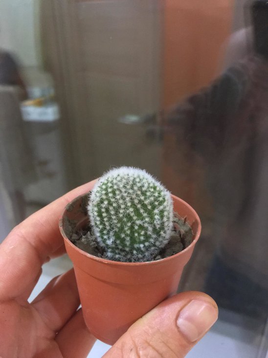 Opuntia Microdasys