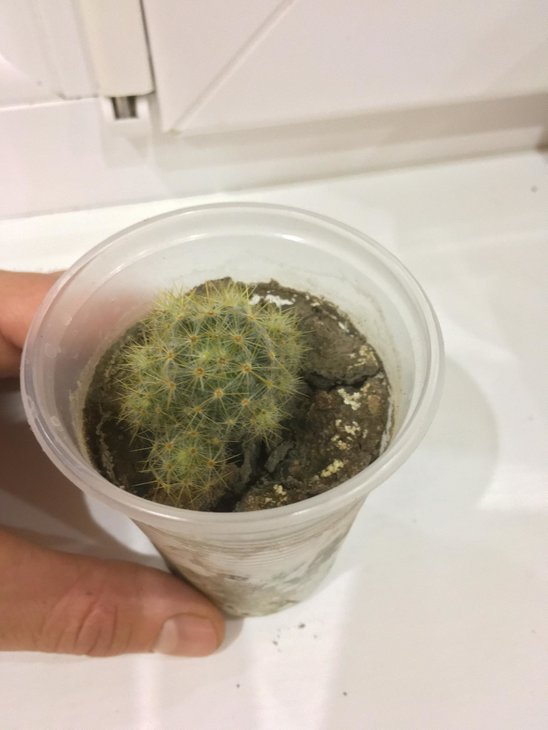 Mammilaria Prolifera - Під питанням