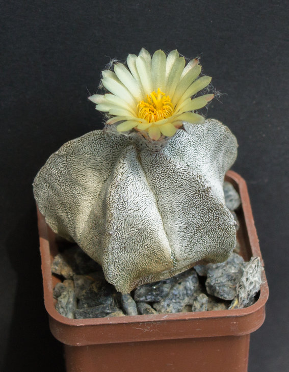 A.myriostigma v. potosinum P466 Noria de Las Flores, SLP_Piltz