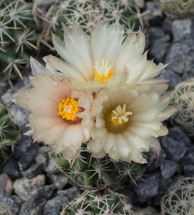 Coryphantha hintoniorum, GM 1040 var. nova, Cuatro Milpas, SLP